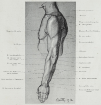 Anatomical representation of a human arm. Image is in the public domain.
